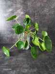 Sadzonka Pilea/Pieniążek
