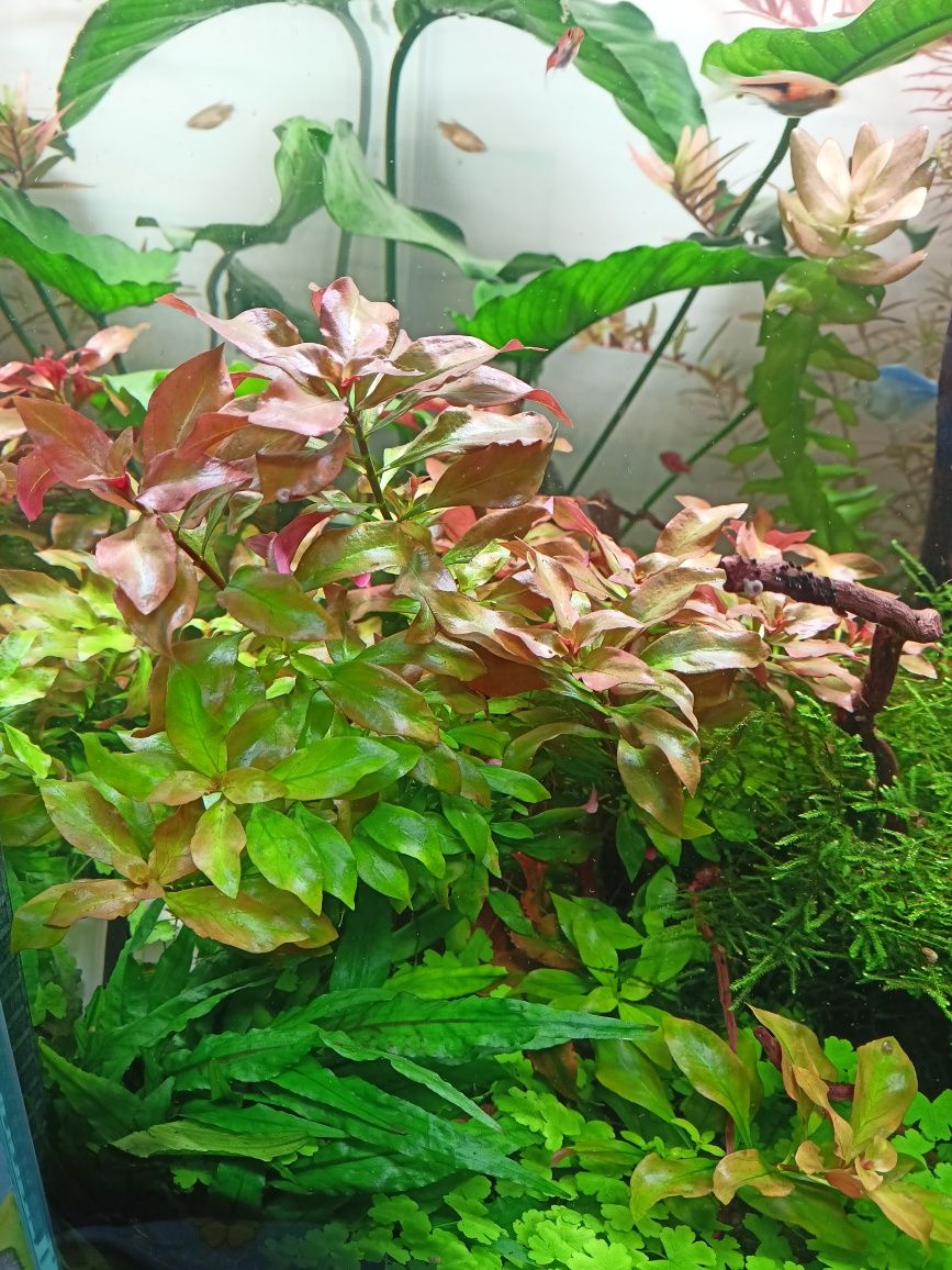 Ludwiga Repens rubin Red