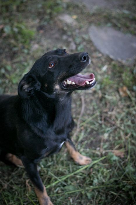 Чудова Багіра шукає маму/тата!