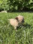 Suczka chihuahua xxs