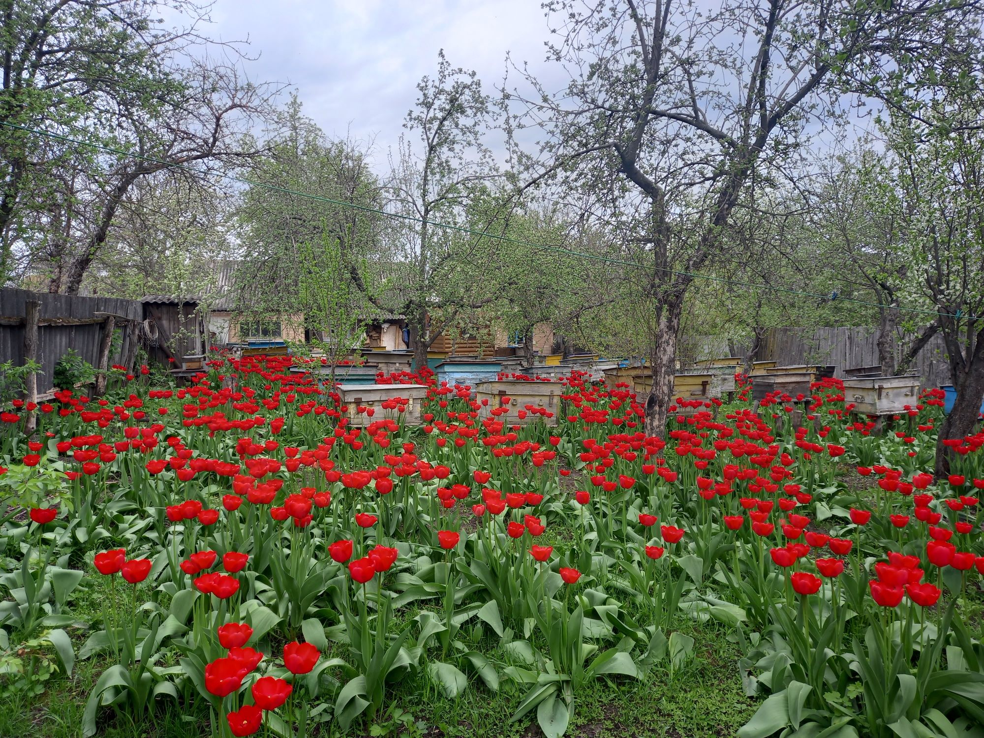 Продам бджолопакети, бджолосім'ї та бджолопродукцію.