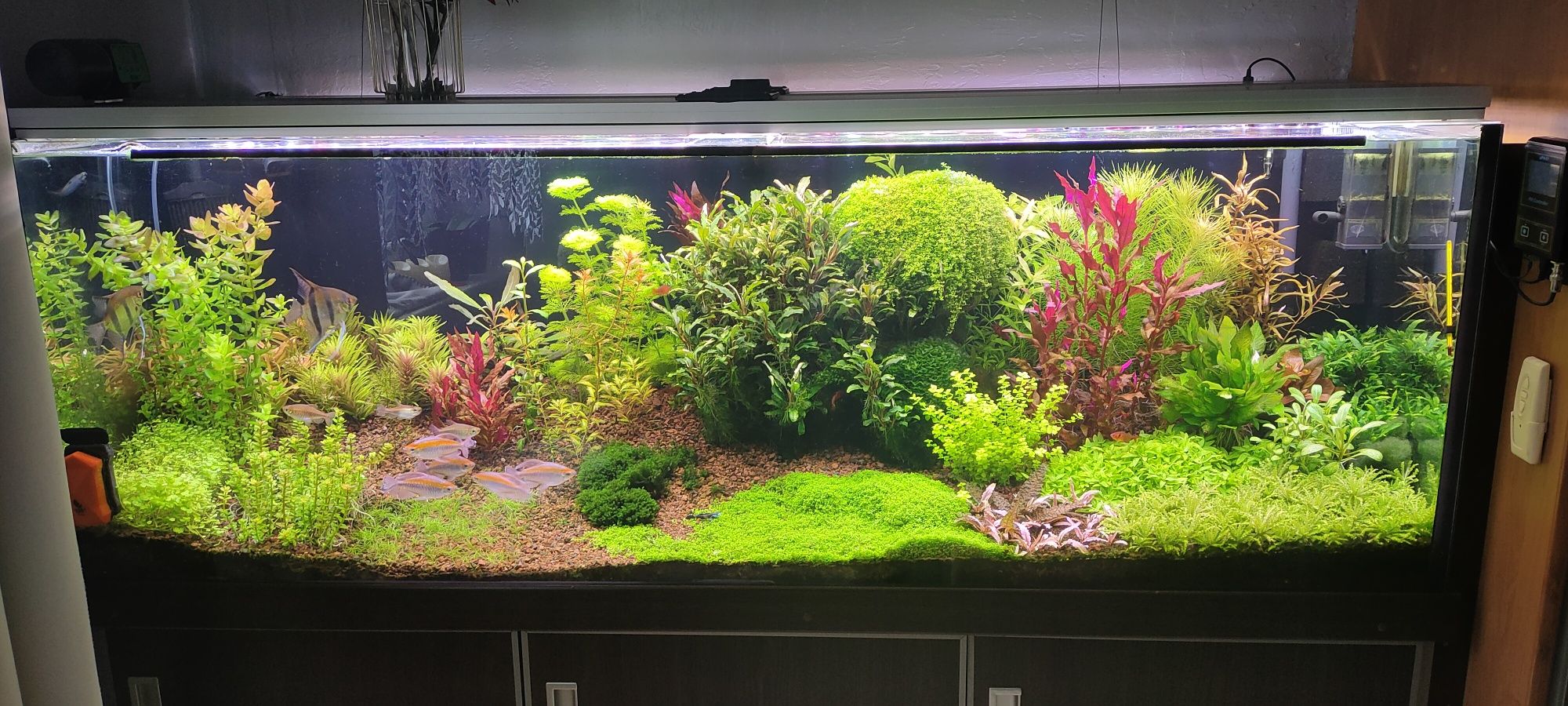 Bucephalandra Green