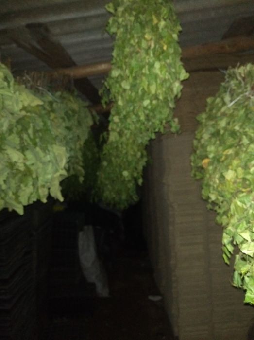 Продам віники (набір ) для лазні (бані , сауни).