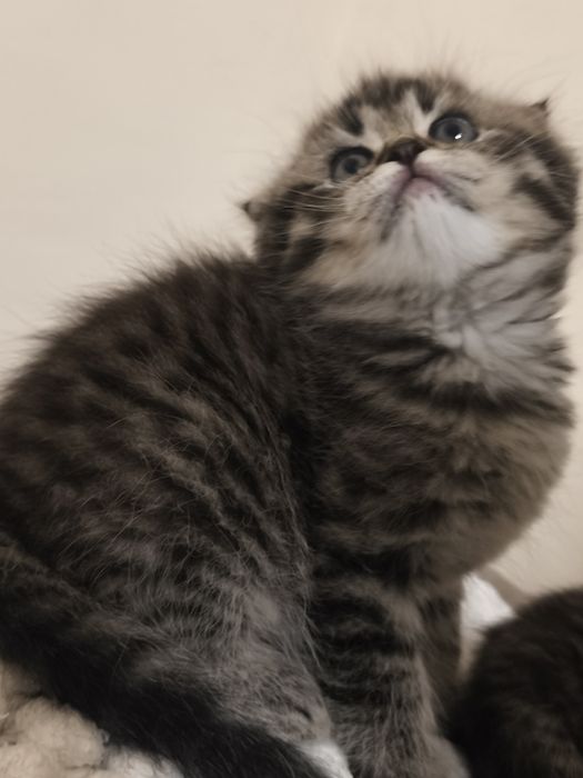 Gatinho Scottish Fold