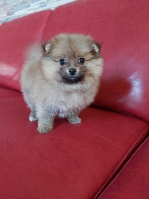 Spitz Alemão anão/Lulu da Pomerânia miniatura