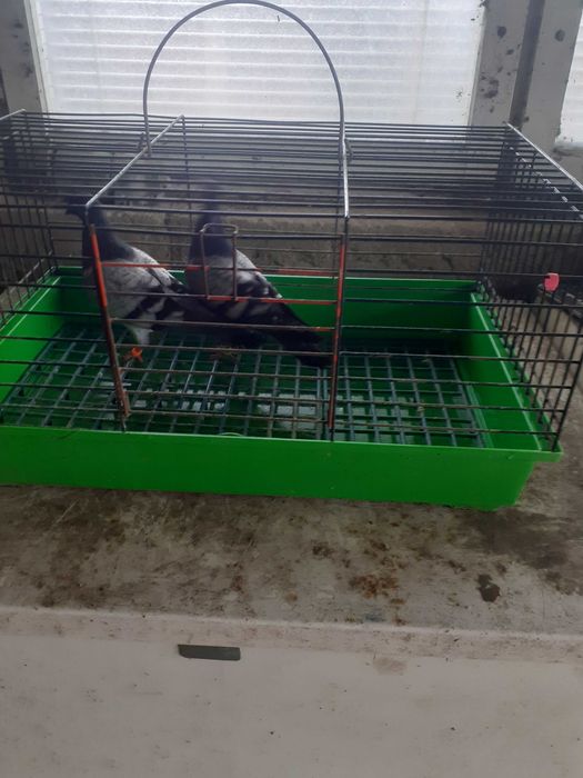 Parka ładnych dereszy