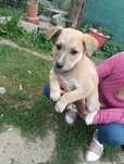 Wydam do adopcji