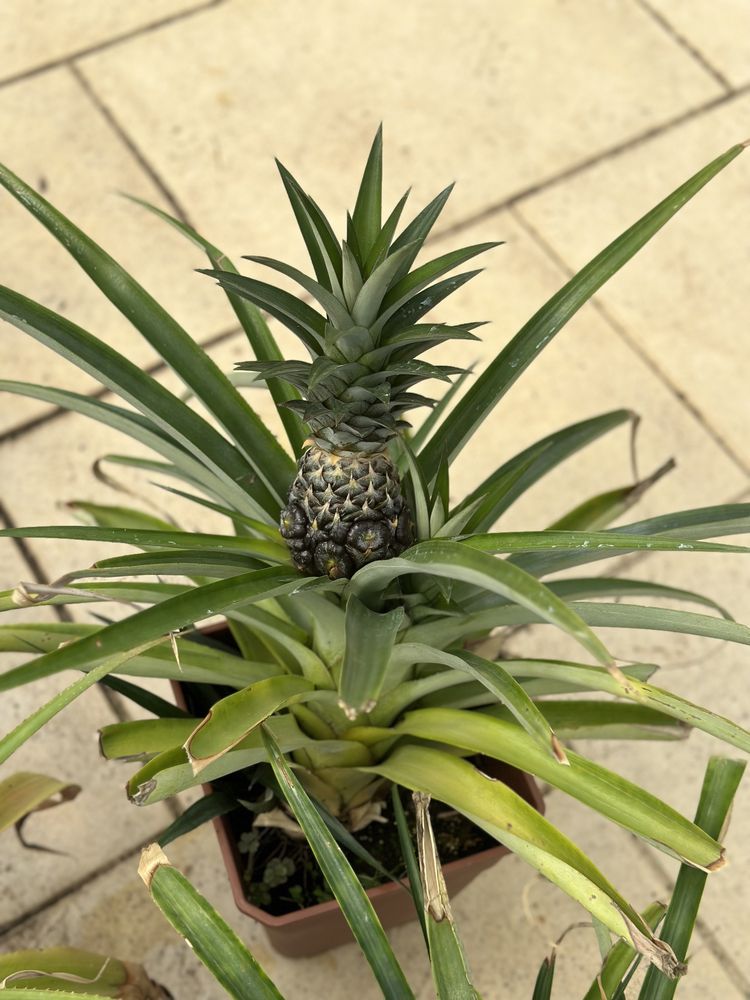 Ananases ou planta do ananás com fruto