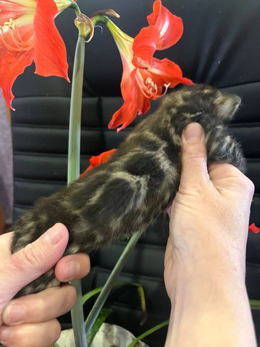 Бенгальскі кошенята з документами