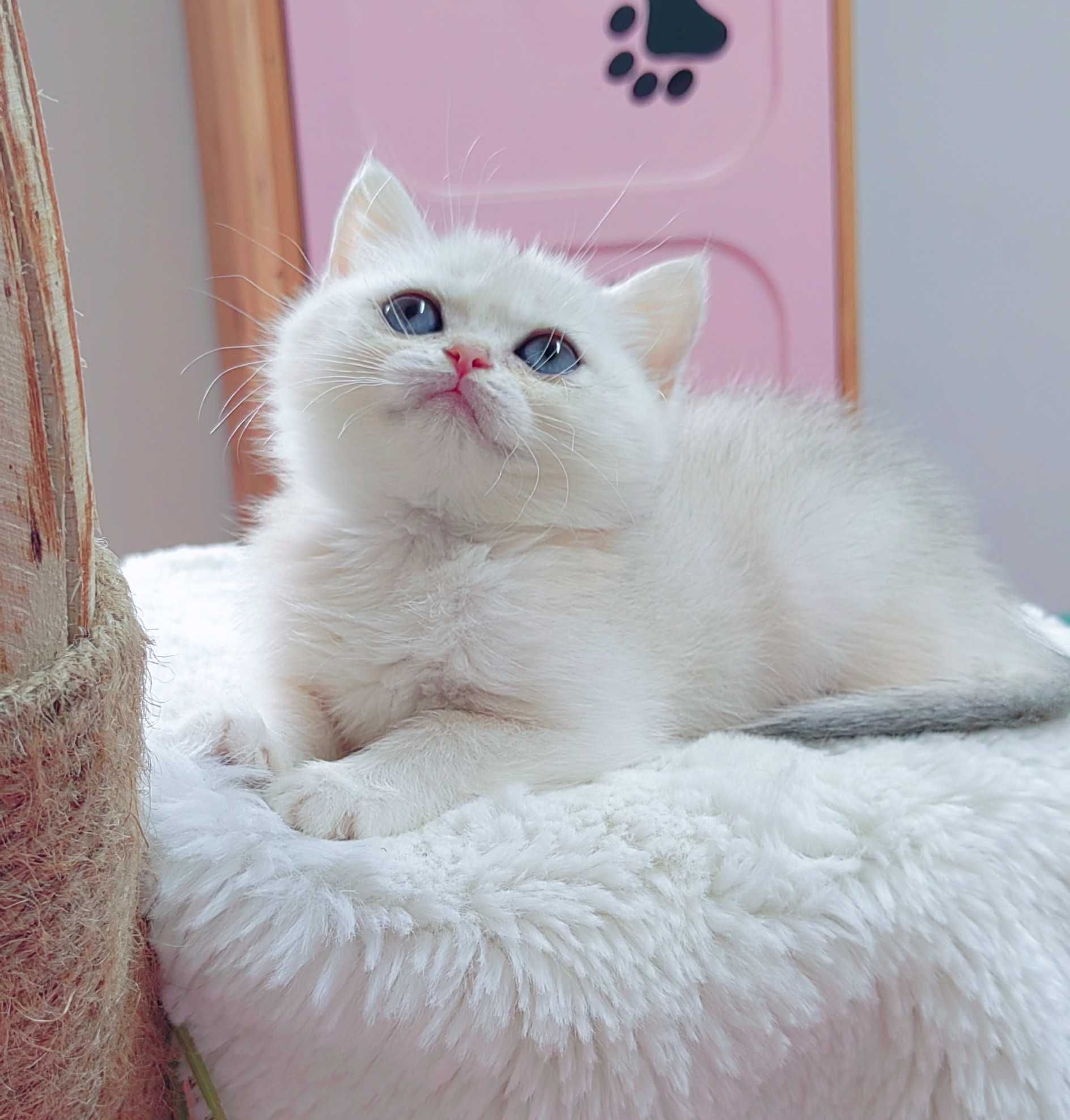 Menina british shorthair silver chinchila