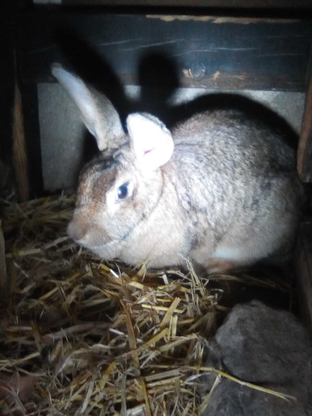 Vendo coelhas de boa raça para criação