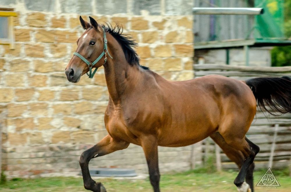 Подарочный сертификат . Екскурсія до дому Хаскі на двох 2500грн