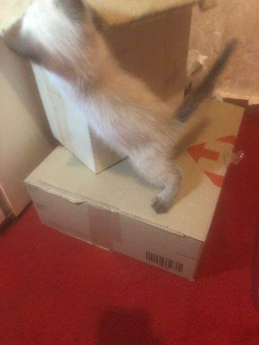 Сіамський британець