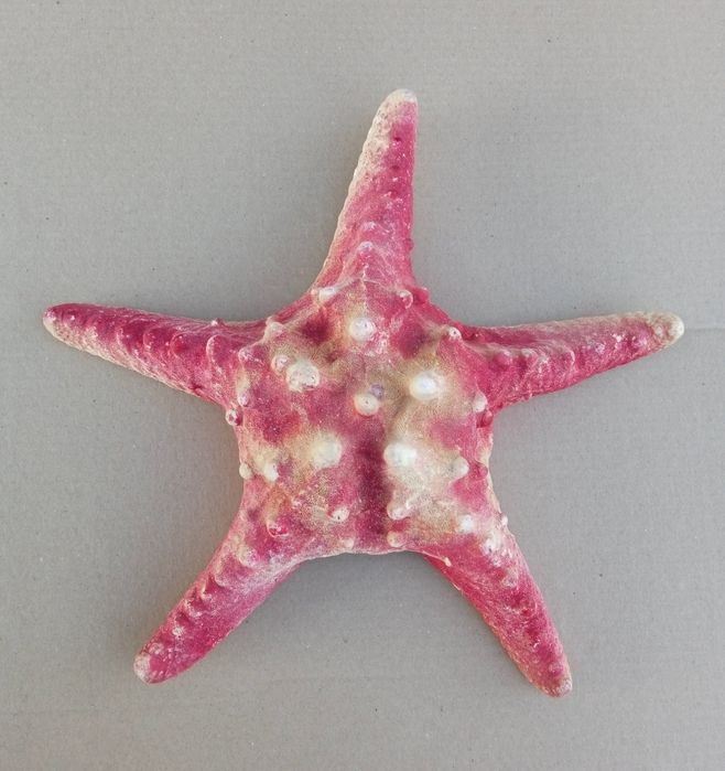 Морская звезда большая.