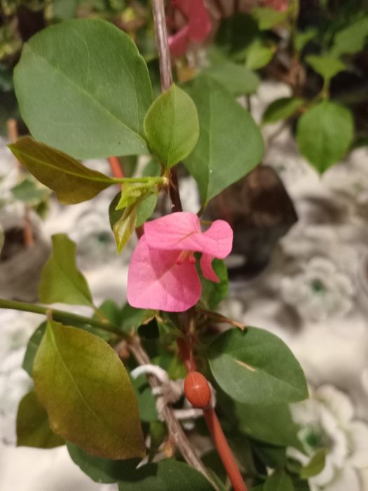 Продам бугенвілію маленьку по 50 грн і велику по 200грн