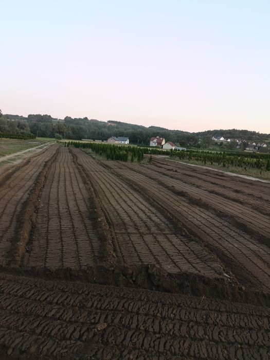 Mulczowanie powierzcniowe wgłebnee