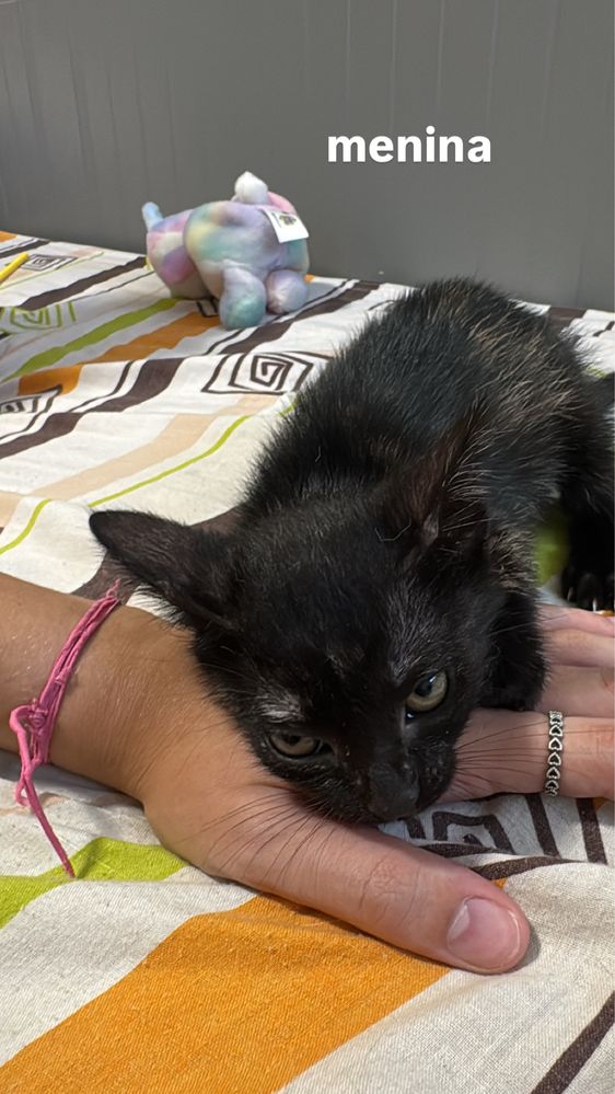 Gatos bebes para adocao responsavel
