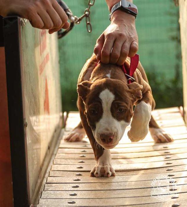 Pit Bull Red Boy- jedyne w Europie import USA