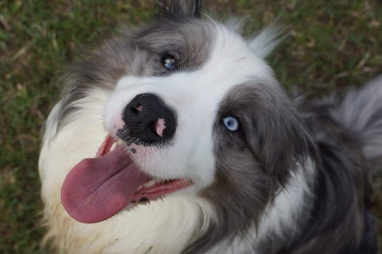 Border Collie FCI,  szczeniak, piesek