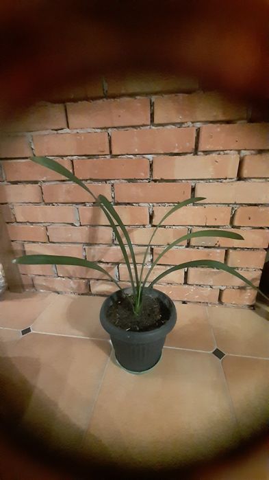Kliwia pomarańczowa, geranium anginka  kwiatek roślina doniczkowa