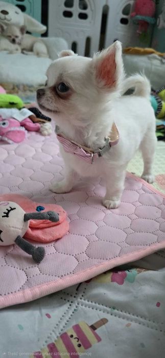 Wspaniała śnieżnobiała  Lilly   chihuahua długowłosa FCI
