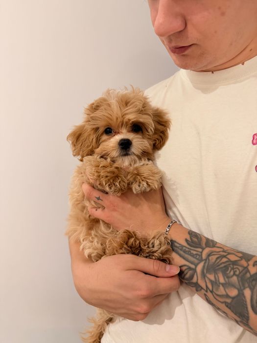 Хлопчик  мальтіпу ф1 преміум цуцик