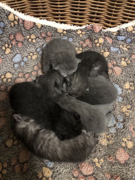 Бронь котики  британці висловухі і прямовухі