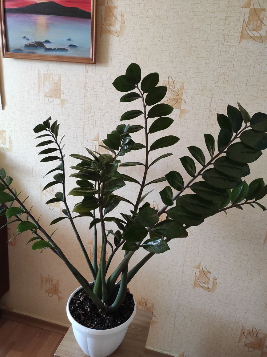Шикарний кущ заміокулькаса