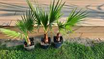 Palma, palmy, draceny oleandry