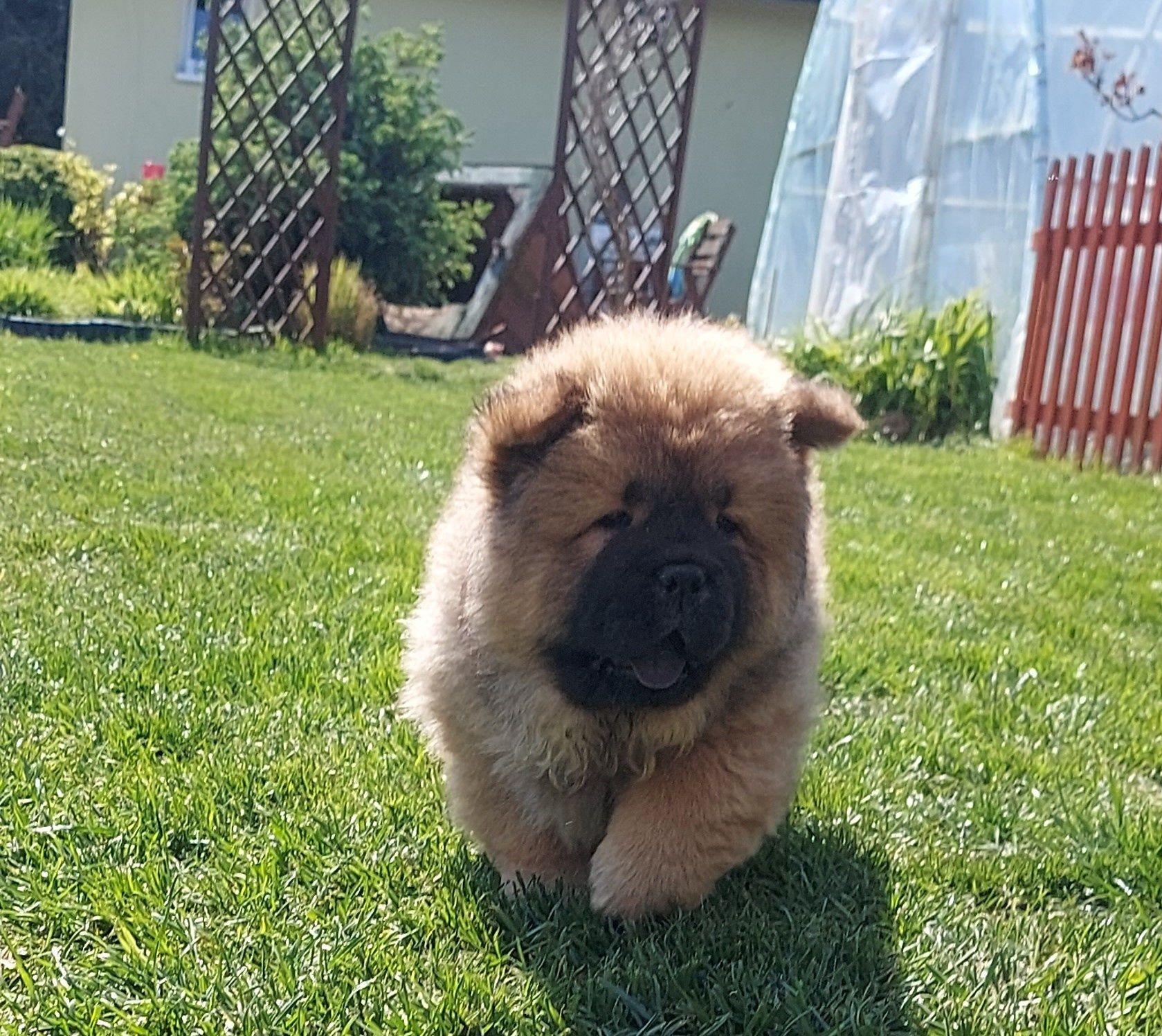 Chow chow szczeniak