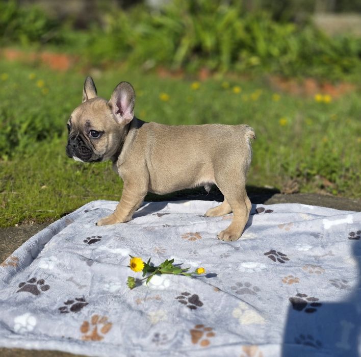 Buldogue Francês Macho Castanho