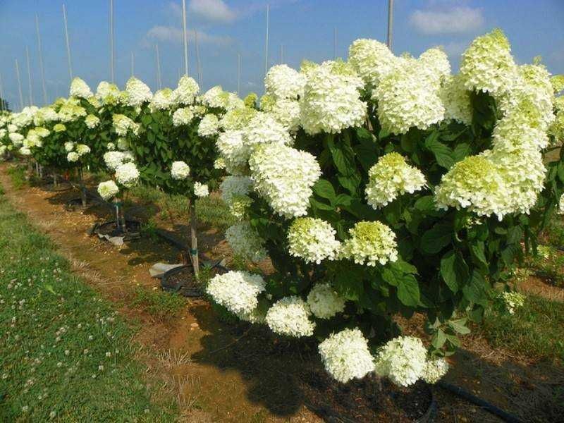 Hortensja 30-50 cm promocja z dostawą gratis