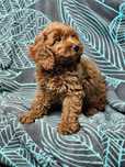 cavapoo szczeniak piesek