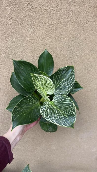 Філодендрон Біркін-15 горщик 380 грн