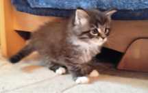 Maine Coon, samiec o imieniu Piorun