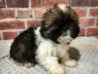 Śliczny piesek Shih-tzu MINI Rodowó CZARNY.d