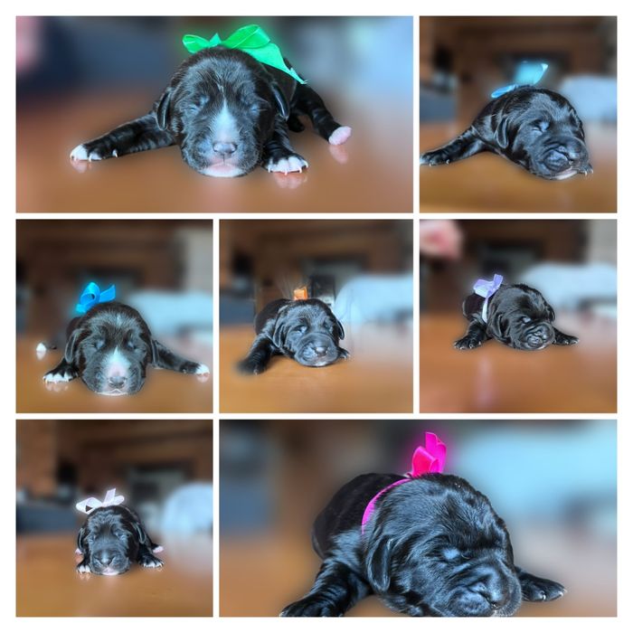 Szczeniaki labradora i kundelka