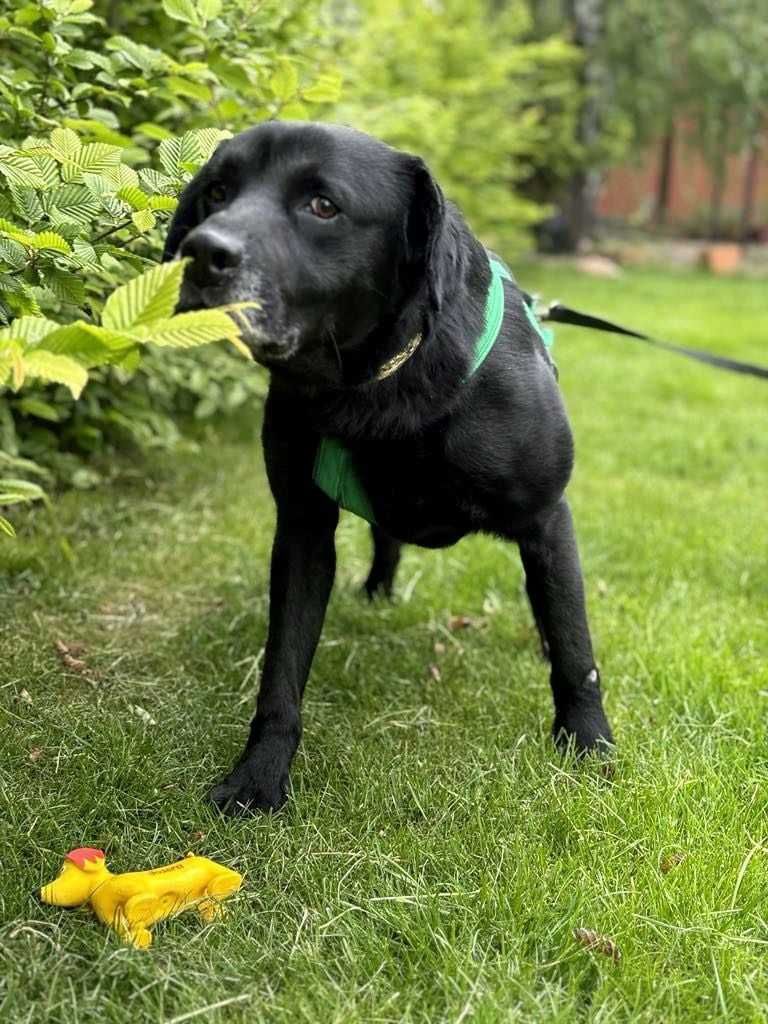 Adoptuj  pieska w typie labradora i  podaruj dom