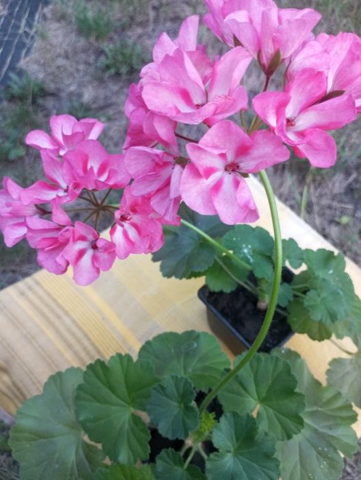 Продам кімнатні квіти