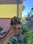 Cocer Spaniel piesek