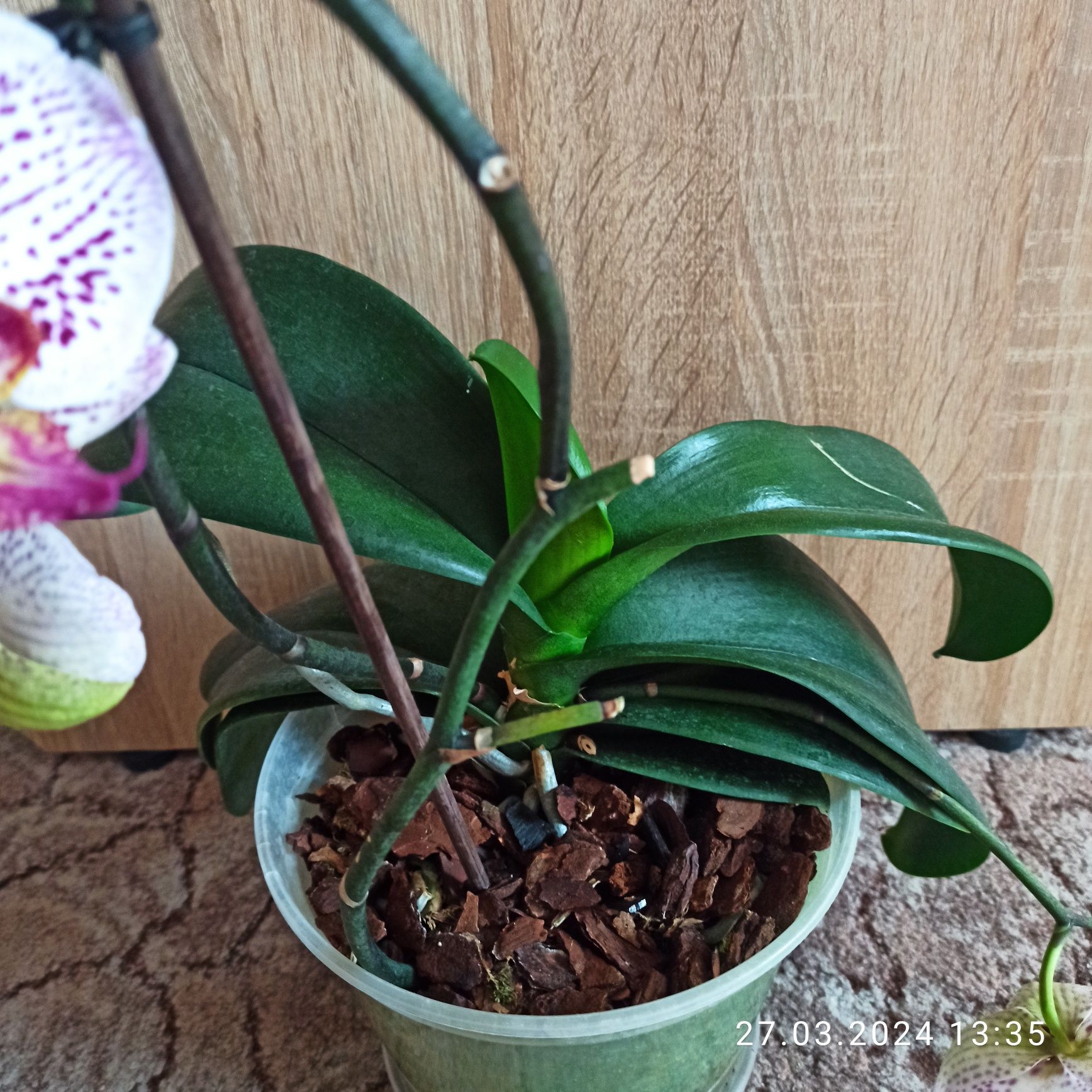 Орхідеї фаленопсис