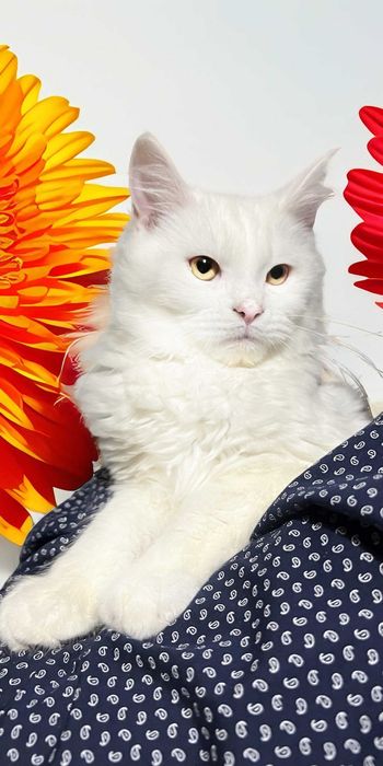 Maine Coon piękny z rodowodem