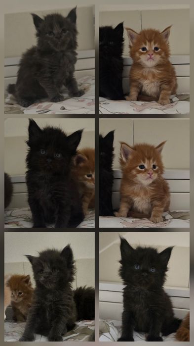 Czarna kotka Maine Coon