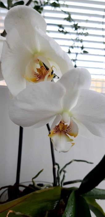 Подростки и детки орхидей