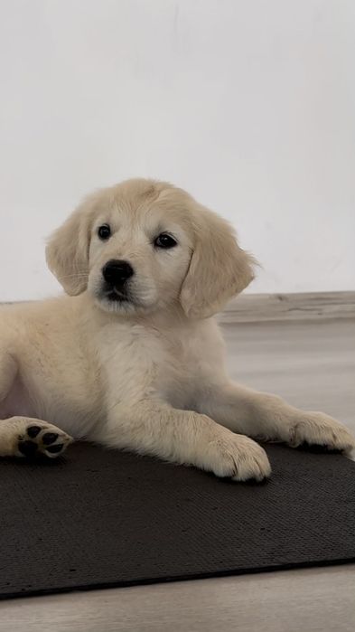 Golden retriever FCI ZKwP piesek