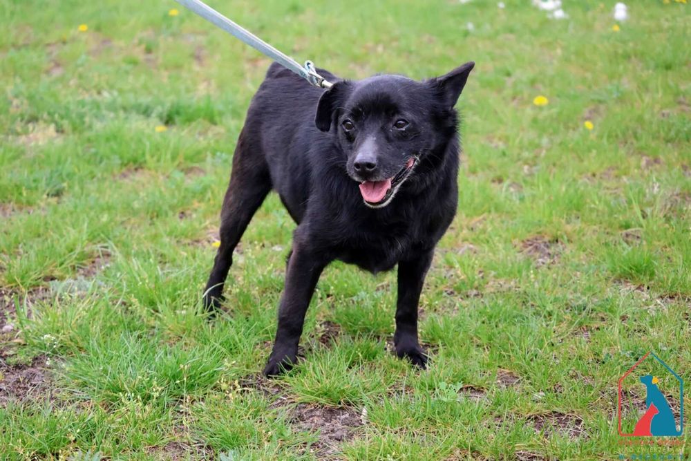 Spokojny, grzeczny, kochany, ufny seniorek - otwórz serce !