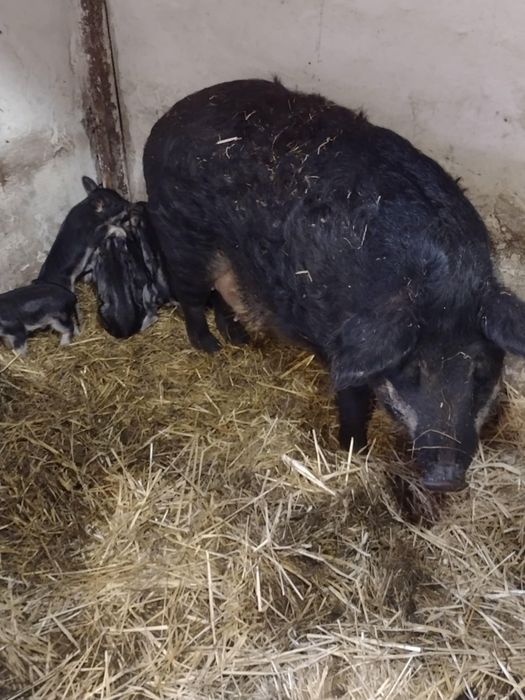 Продам поросята мангалиці