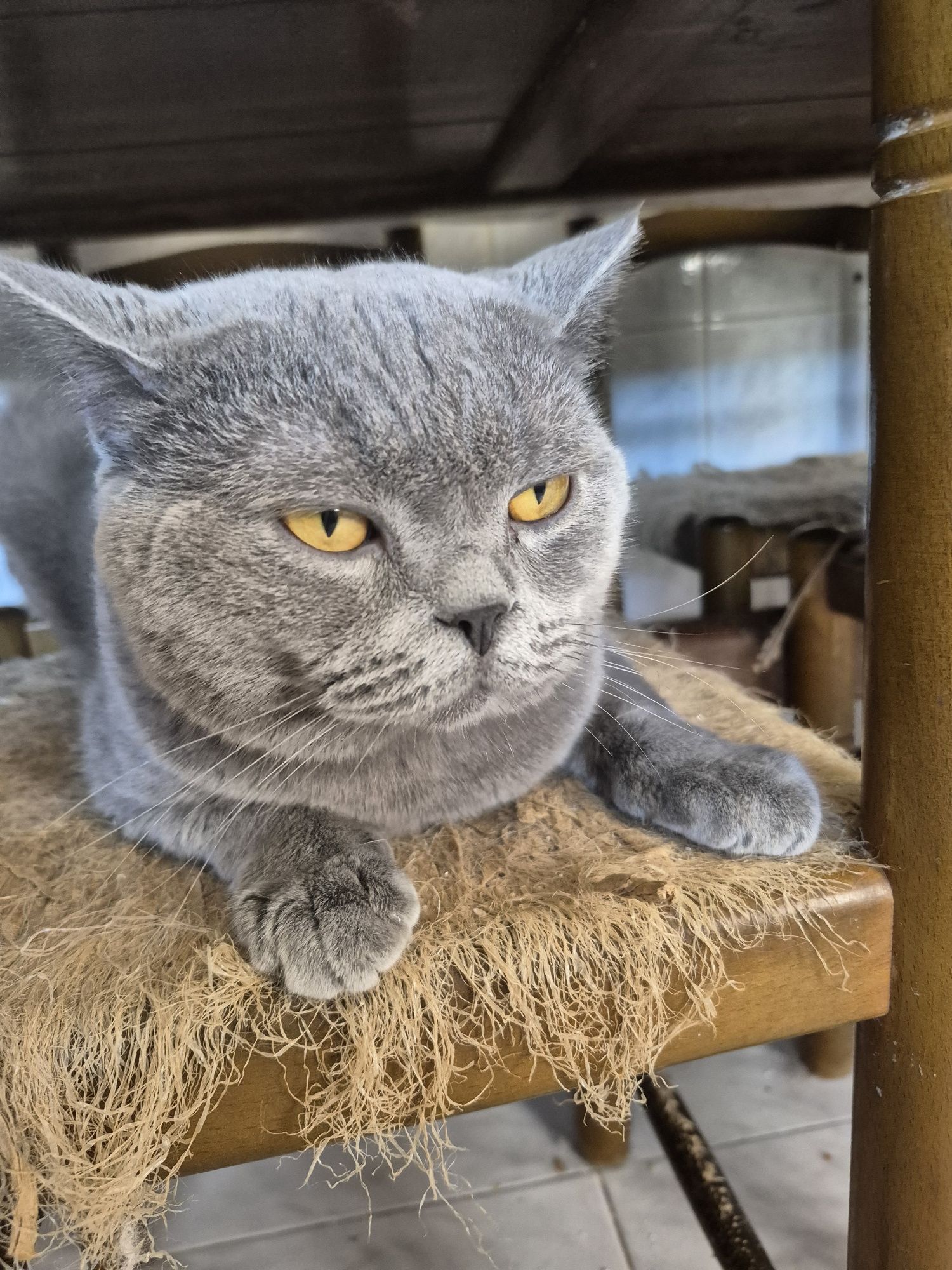 British shortair femea tabby