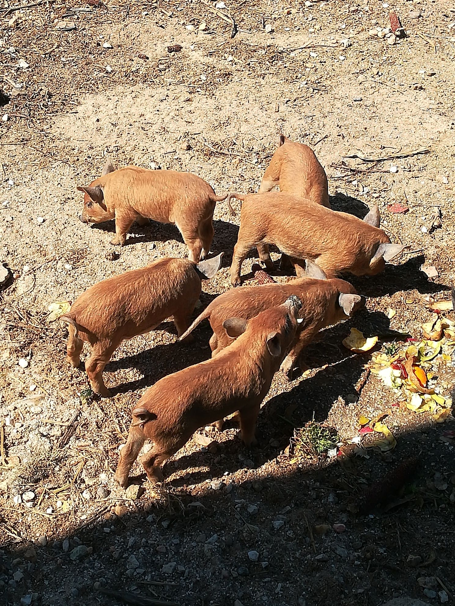 Porco ovelha puro