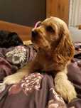 Cocker spaniel angielski - pies Albin